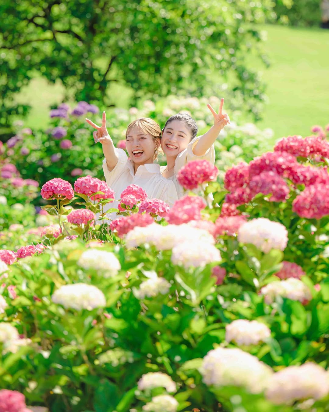 😍 零尷尬!5 招教你拍出自然又迷人的繡球花美照