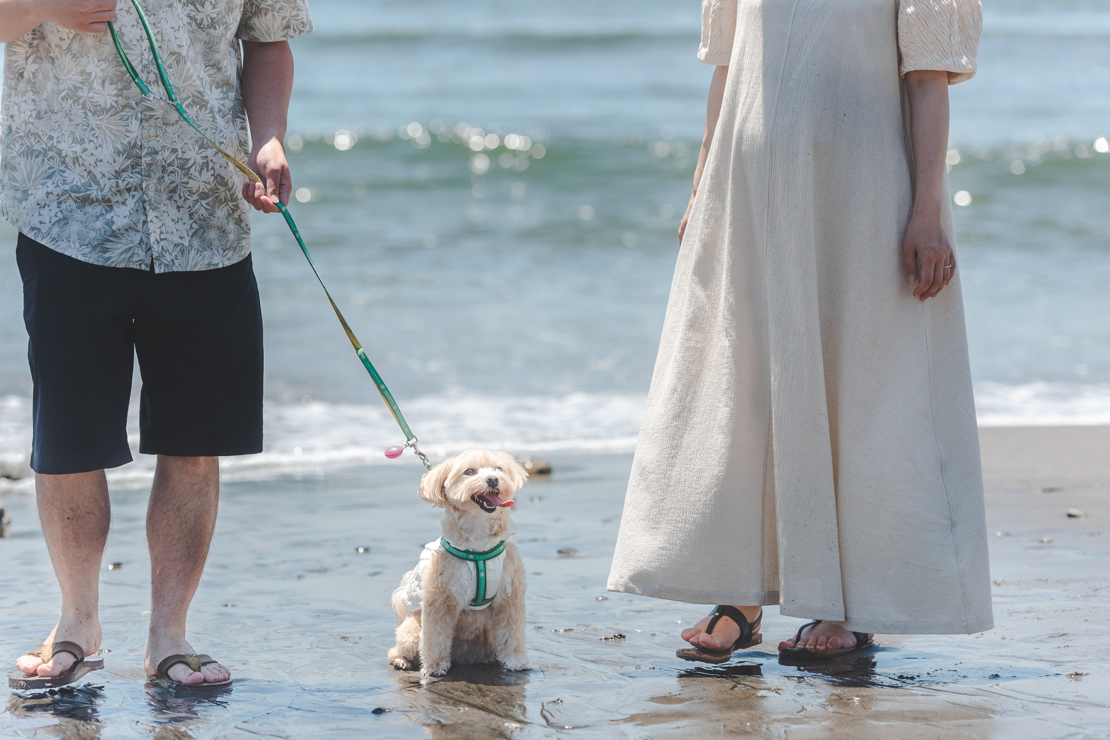 Yama寵物攝影:捕捉東京愛的腳印
