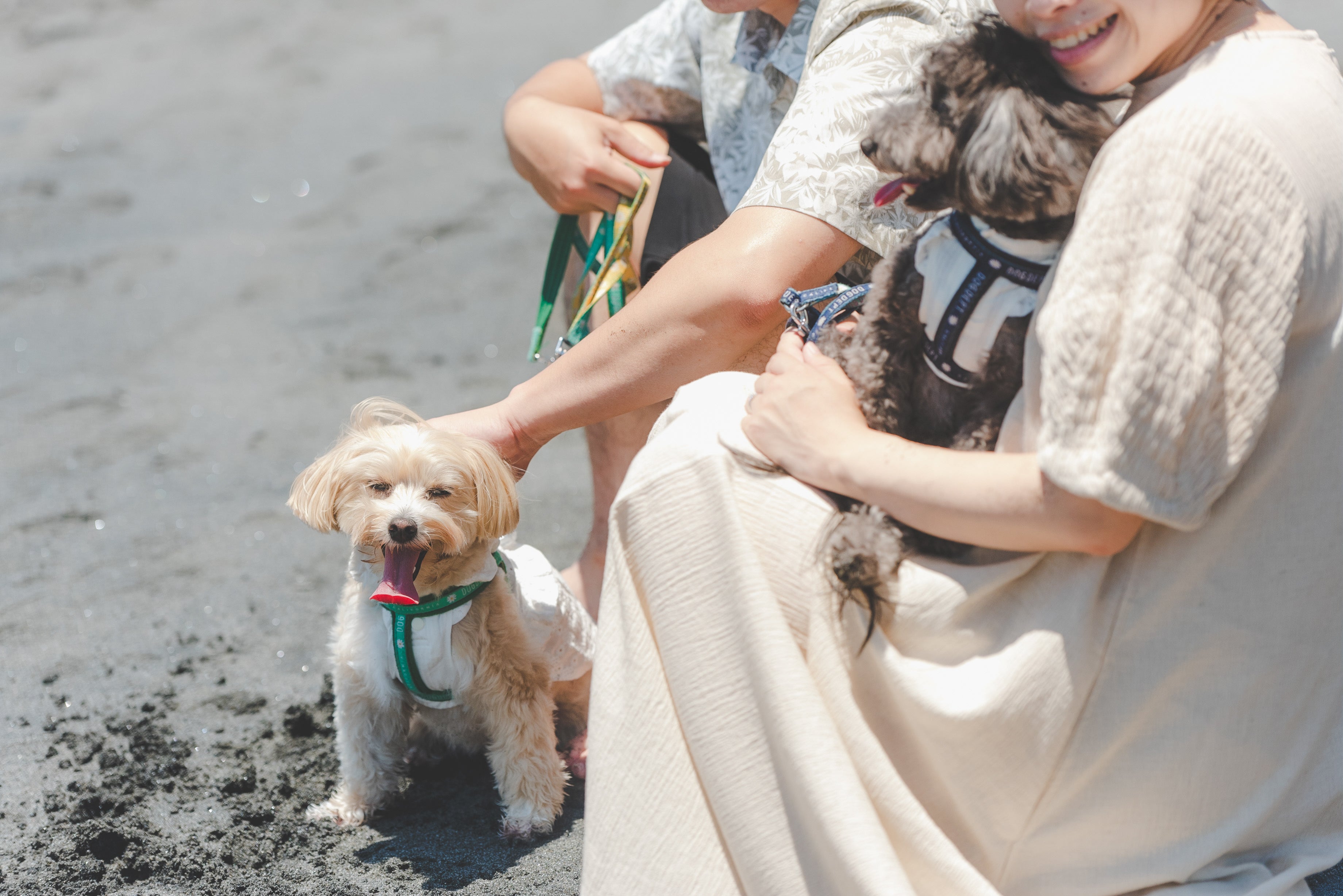 Yama寵物攝影:捕捉東京愛的腳印