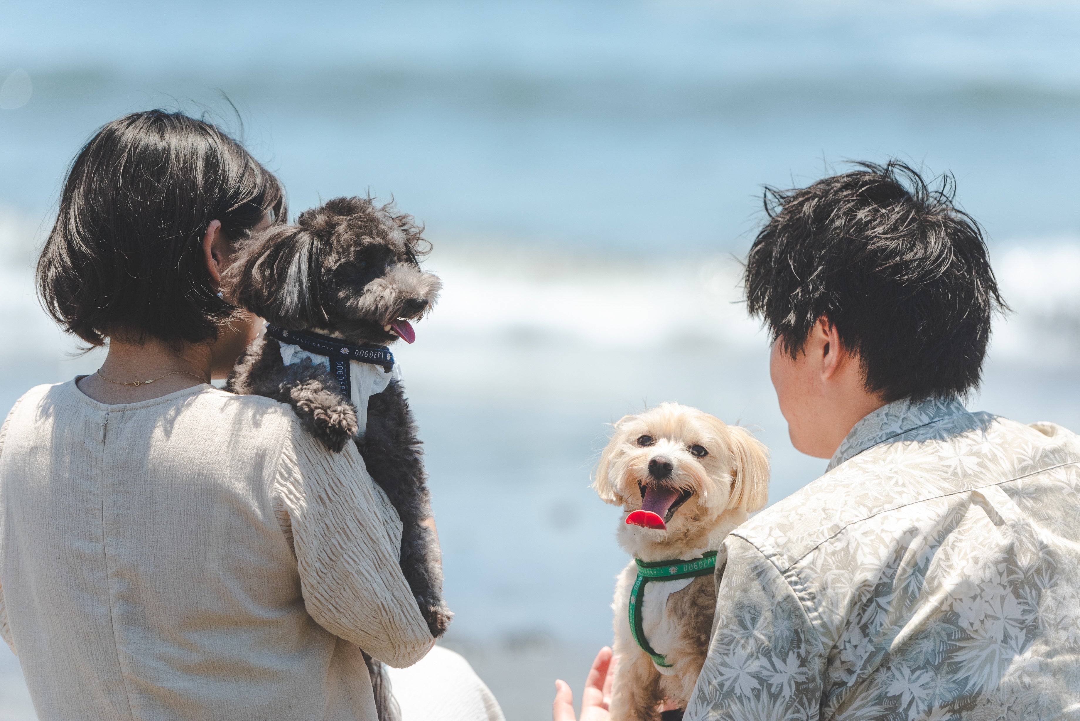 Yama寵物攝影:捕捉東京愛的腳印