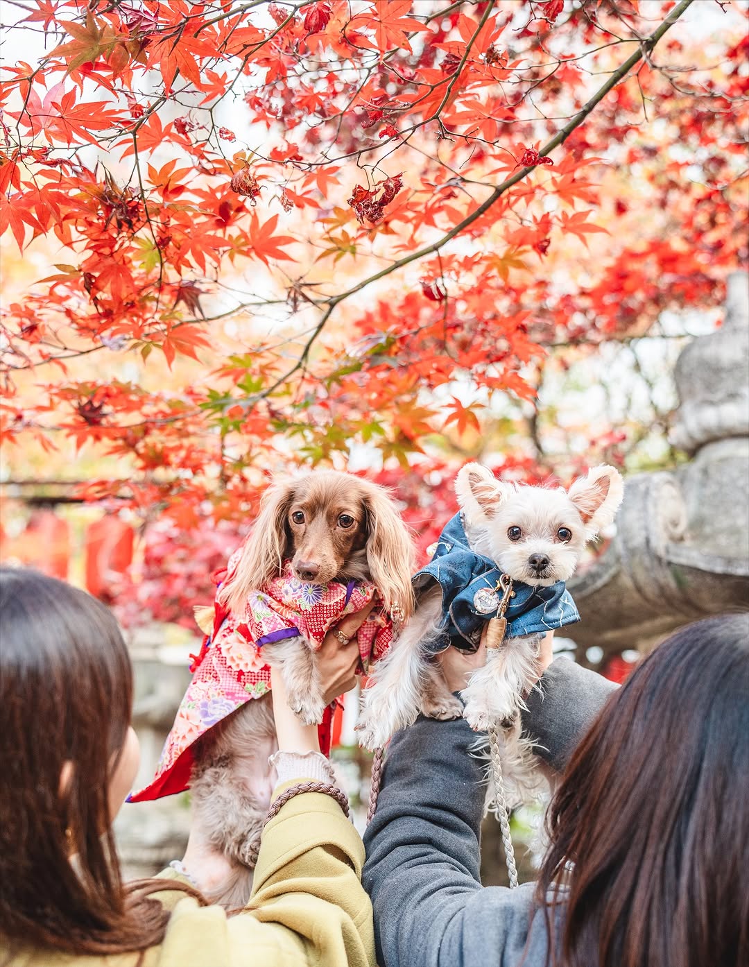 屬於我們的小小世界:Chika 千葉家庭與寵物攝影
