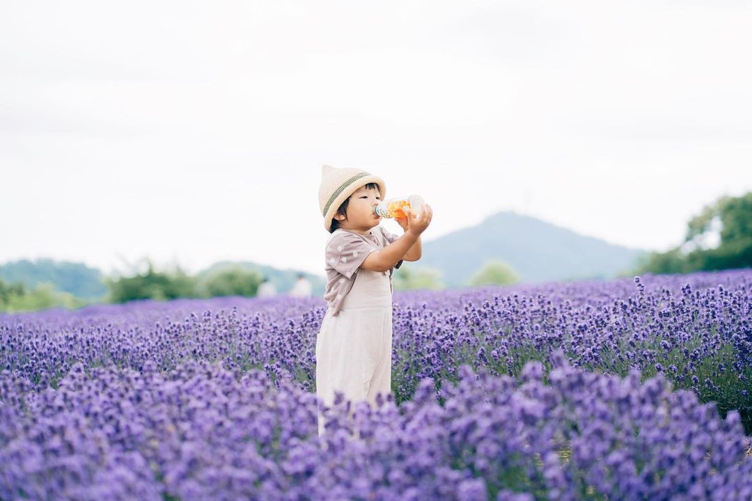 薰衣草傳奇:北海道富良野與Coco兩小時的家庭魔法時光
