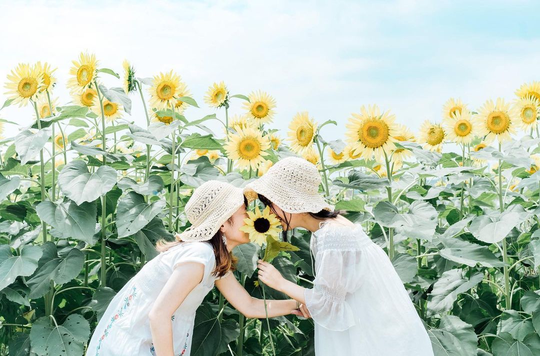 〔八月限定〕與Yukie一起捕捉東京近郊清瀨向日葵節的魔力