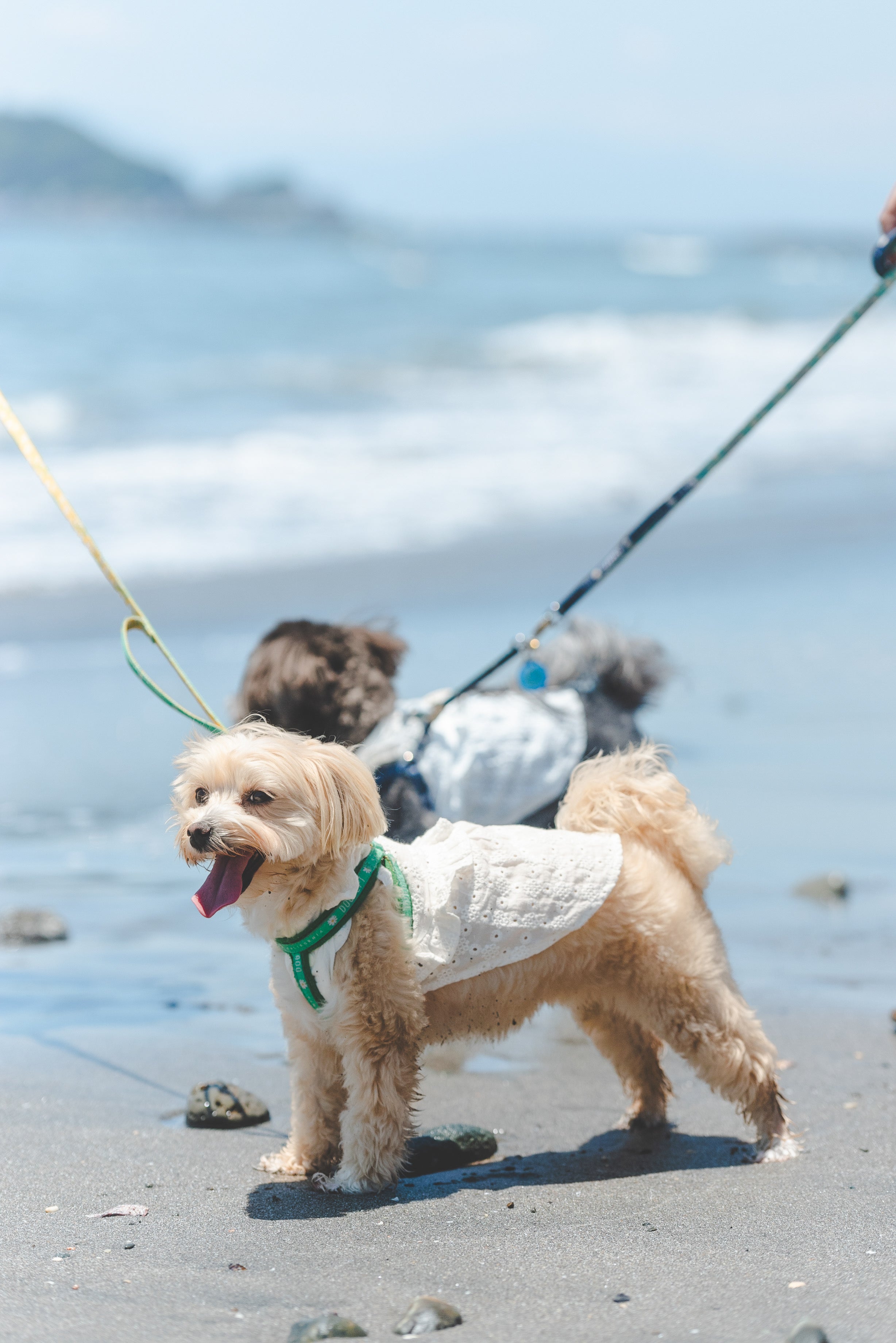 Yama寵物攝影:捕捉東京愛的腳印