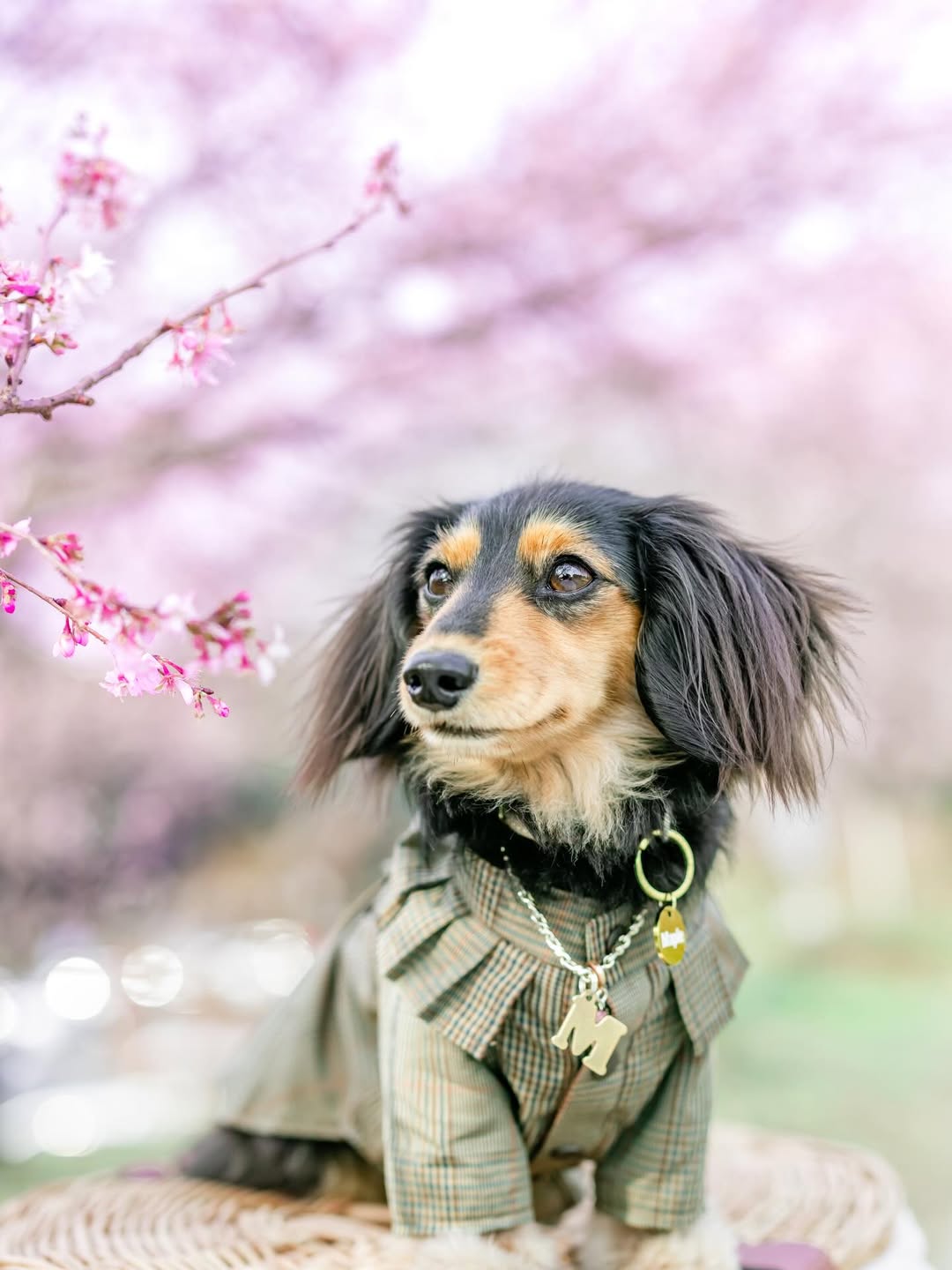 萌力全開!來名古屋讓Leaf 拍出竉物最可愛的一面