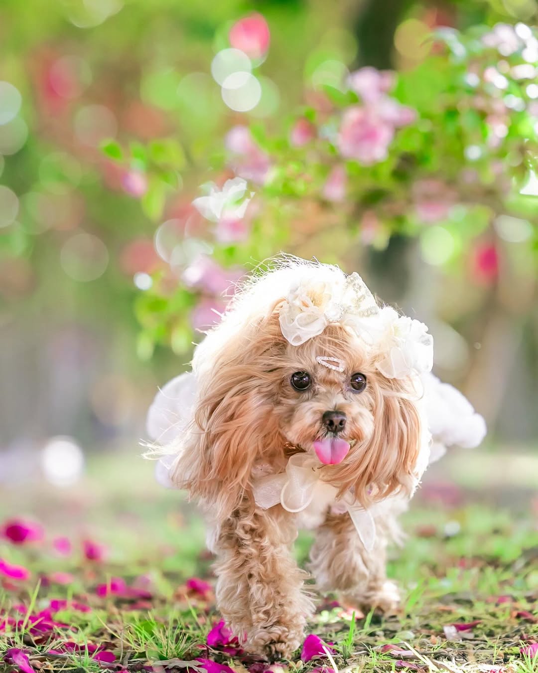 萌力全開!來名古屋讓Leaf 拍出竉物最可愛的一面
