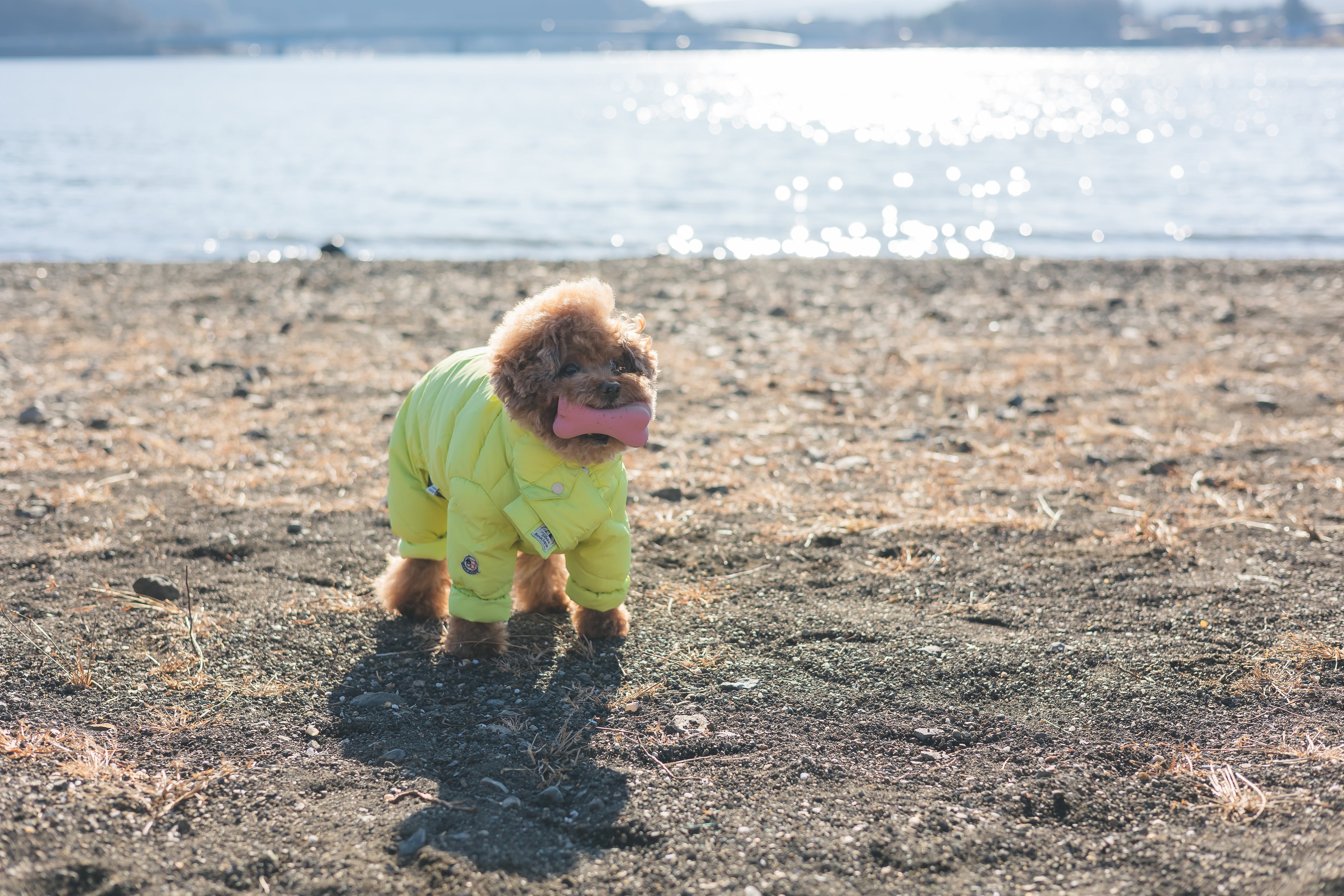在富士山下的家人與毛孩時光:Do 河口湖家庭寵物攝影