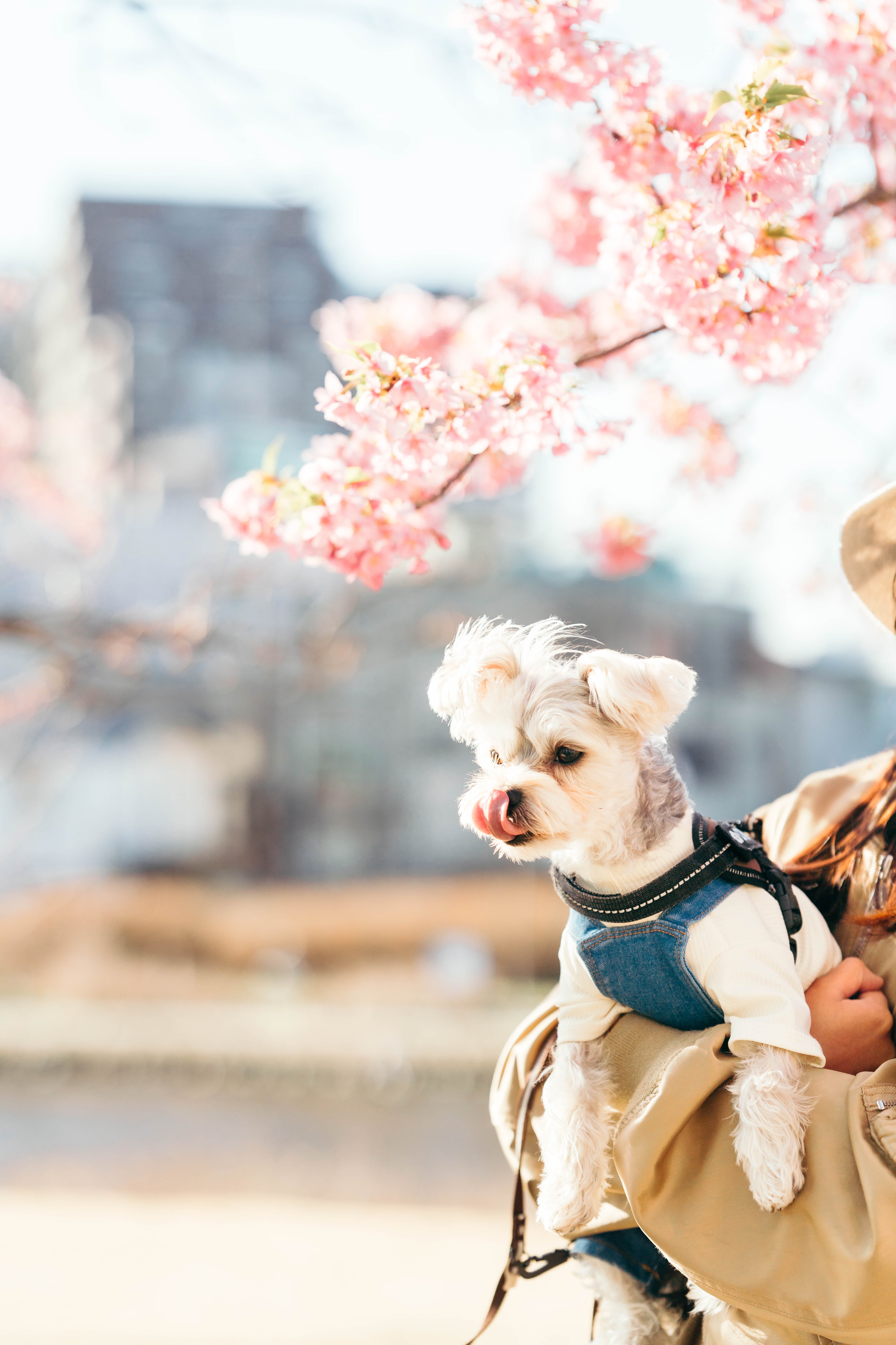 櫻花季寵物散步|狗狗與花影共舞|河口湖春日樂悠遊 | Paw-rading Amid Sakura at Lake Kawaguchi | Puppy Prancing With Floral Flair
