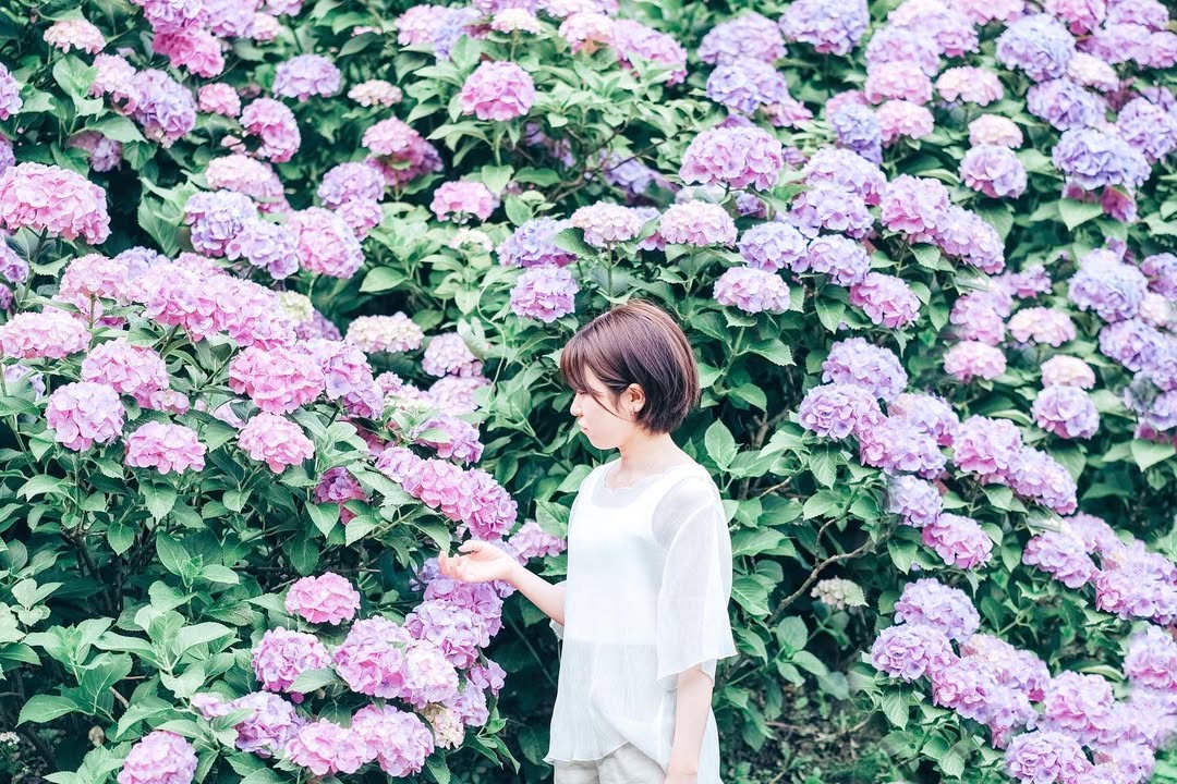 愛在紫陽花盛開時:Kura名古屋浪漫寫真之旅