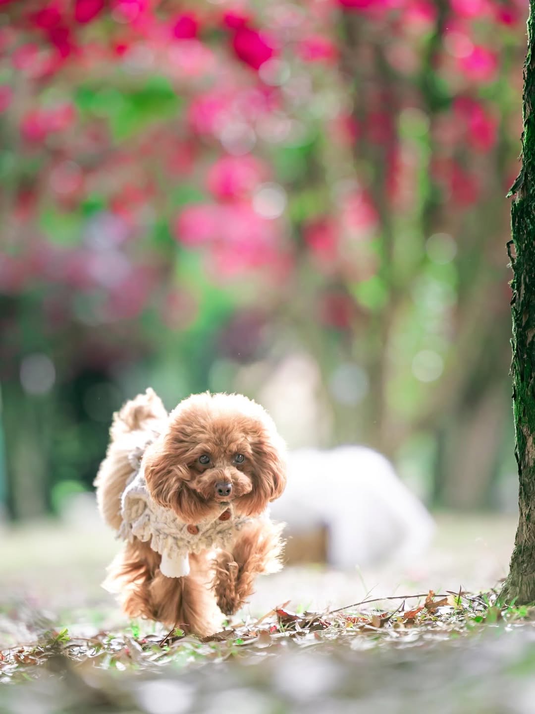 萌力全開!來名古屋讓Leaf 拍出竉物最可愛的一面