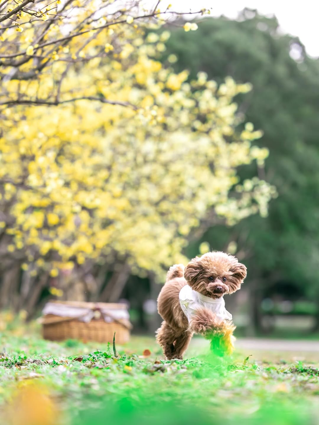 萌力全開!來名古屋讓Leaf 拍出竉物最可愛的一面