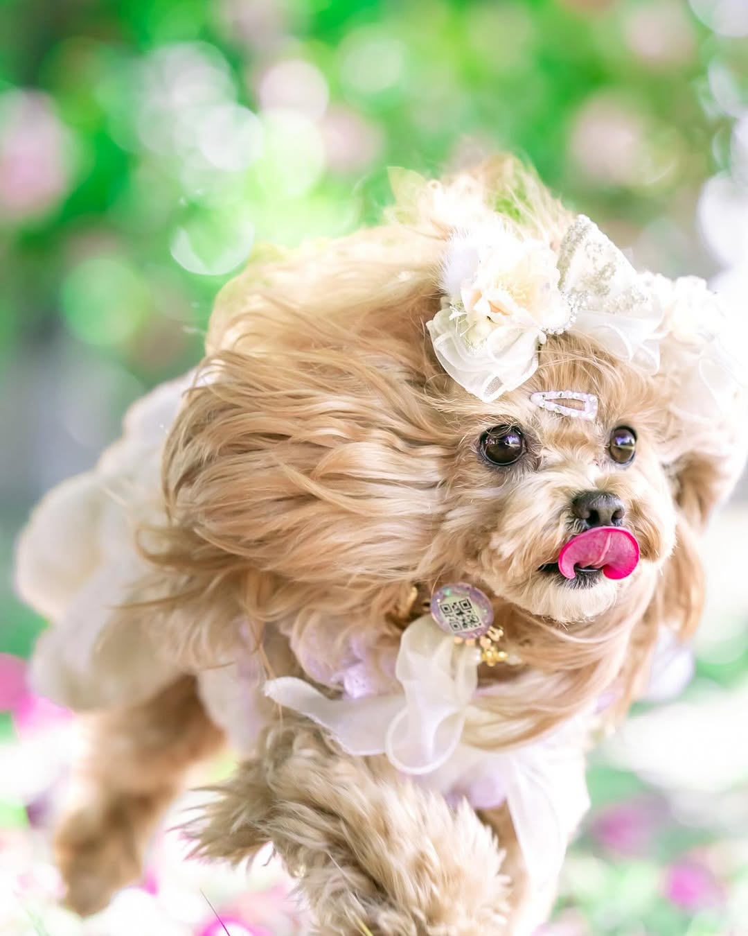 萌力全開!來名古屋讓Leaf 拍出竉物最可愛的一面