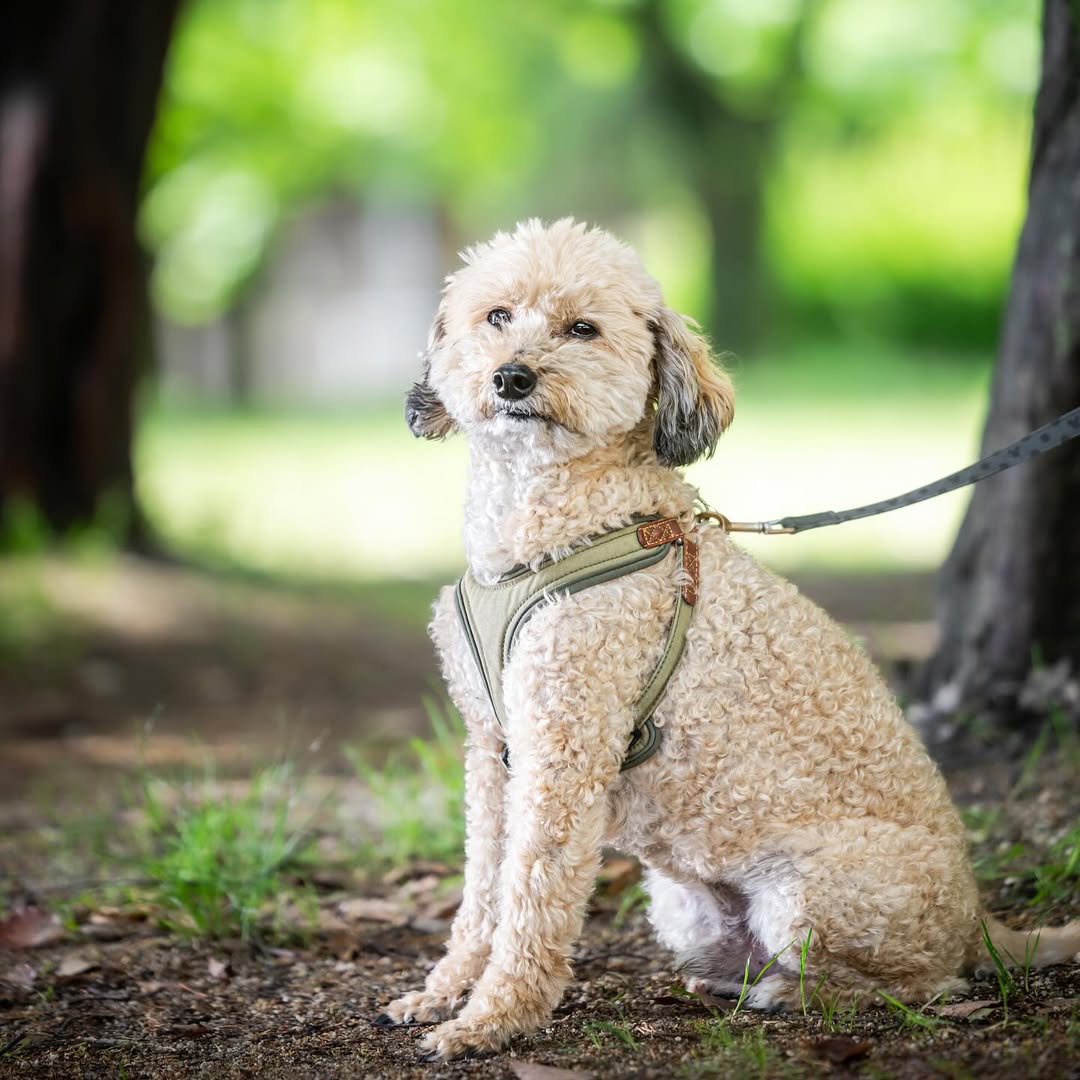 萌力全開!來名古屋讓Leaf 拍出竉物最可愛的一面