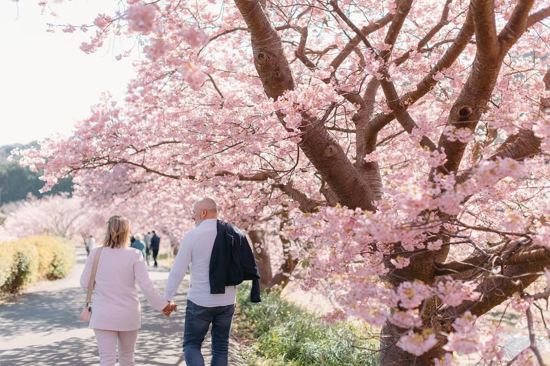 愛在伊豆櫻花季:Tokiya和你一起放閃