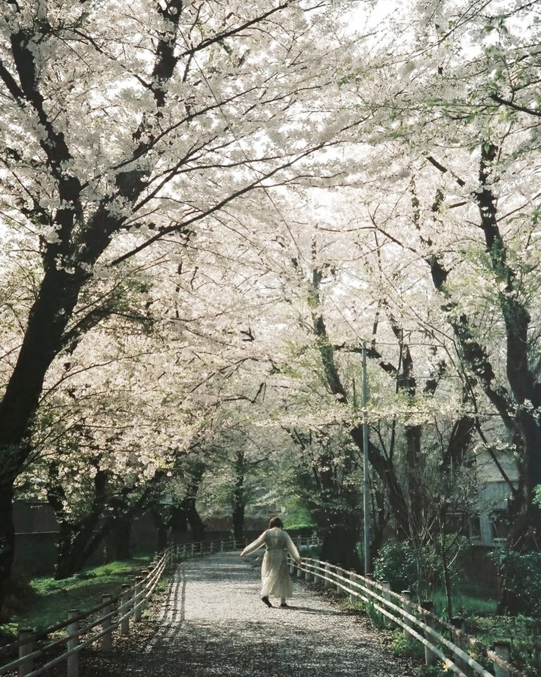 秋田單人獨遊,在 Kim 鏡頭下展現真我!