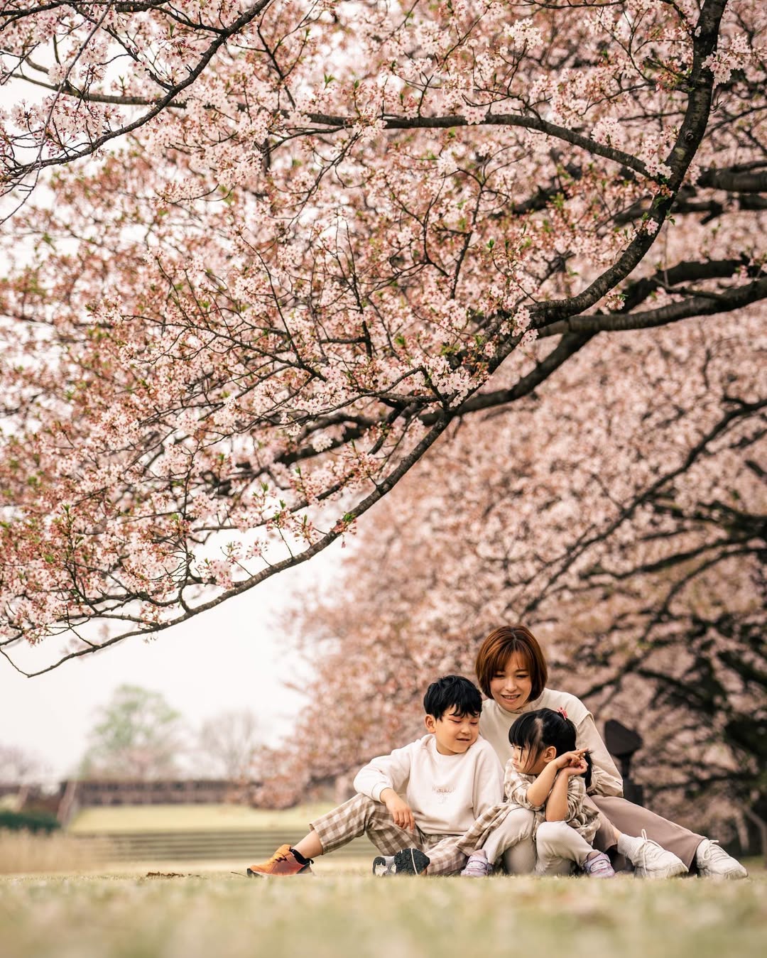 富山櫻花季,與Tabby一起捕捉家庭的愛