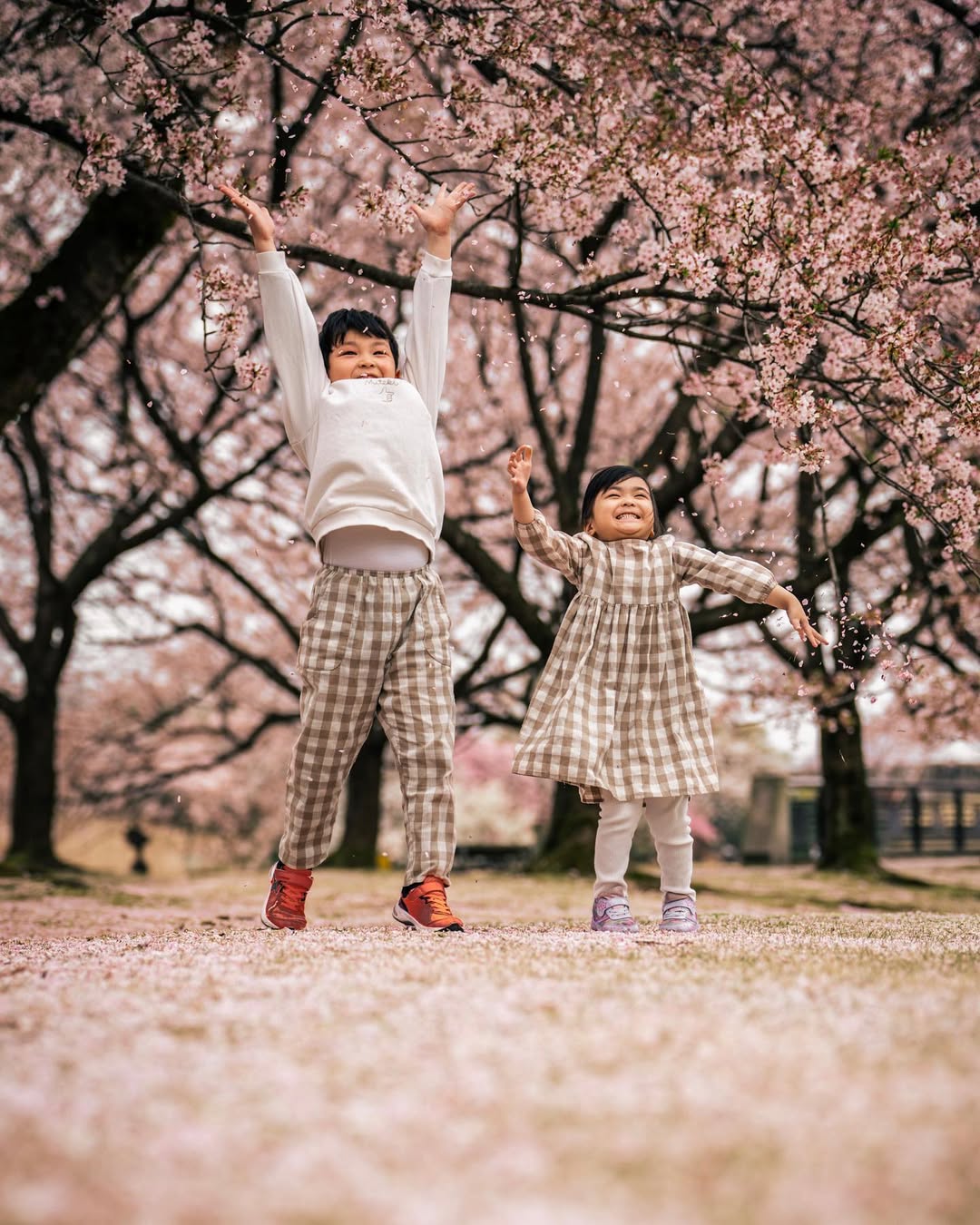 富山櫻花季,與Tabby一起捕捉家庭的愛