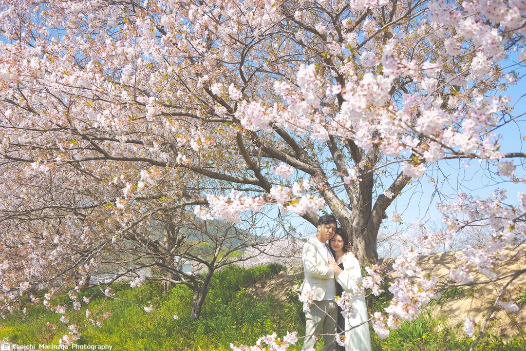 福岡櫻花攝影| 浪漫的專業攝影師日本