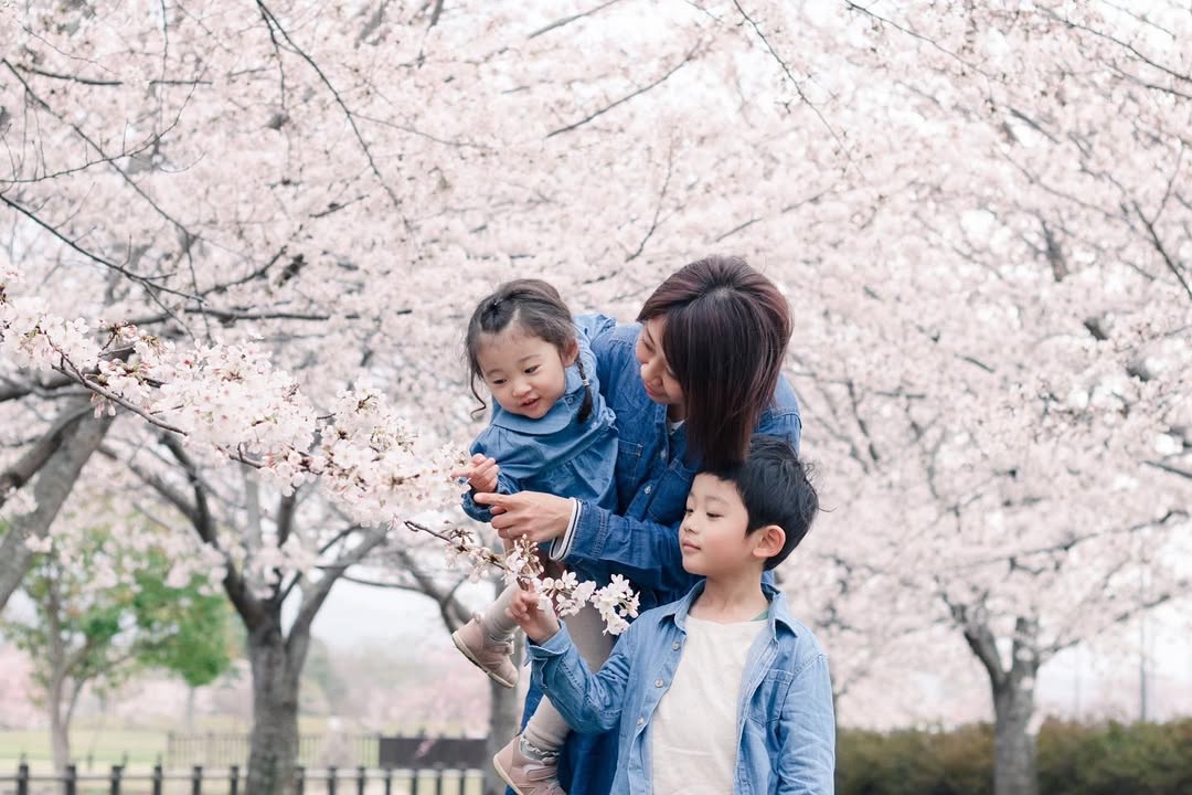 與Megumie一同在大分櫻花下留下家庭珍貴時光