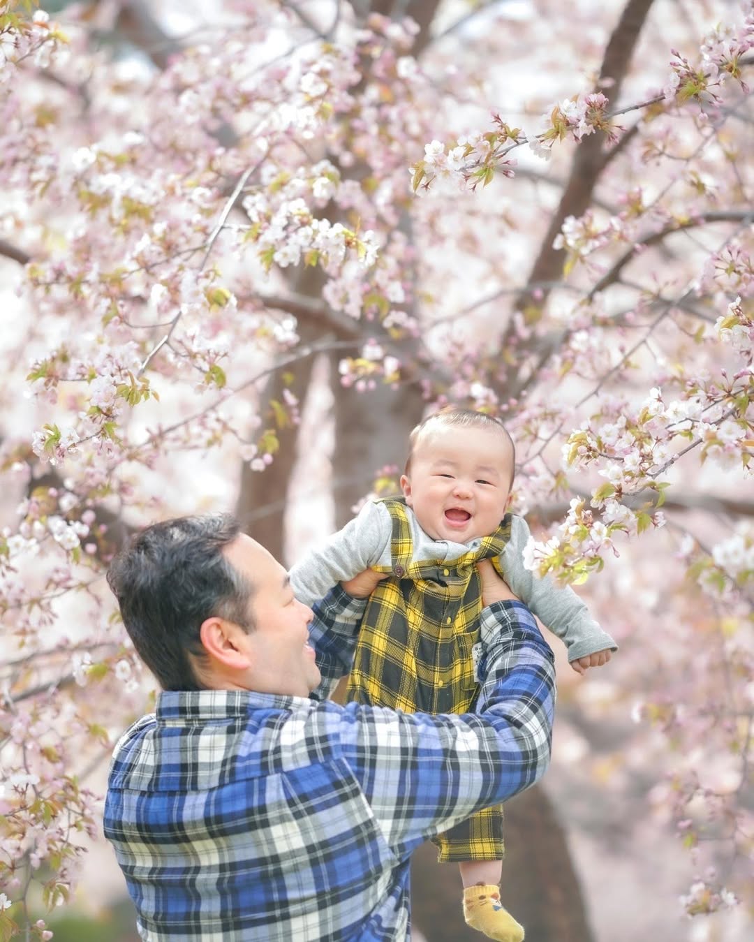 千歲櫻花季,和Toma一起拍全家福吧!
