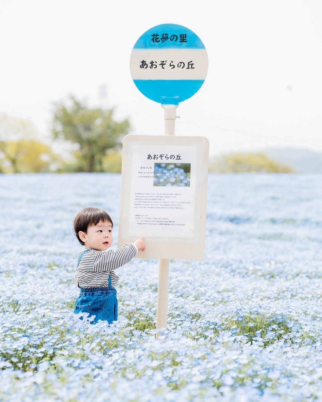 廣島粉蝶花語:Ericka家庭攝影之旅