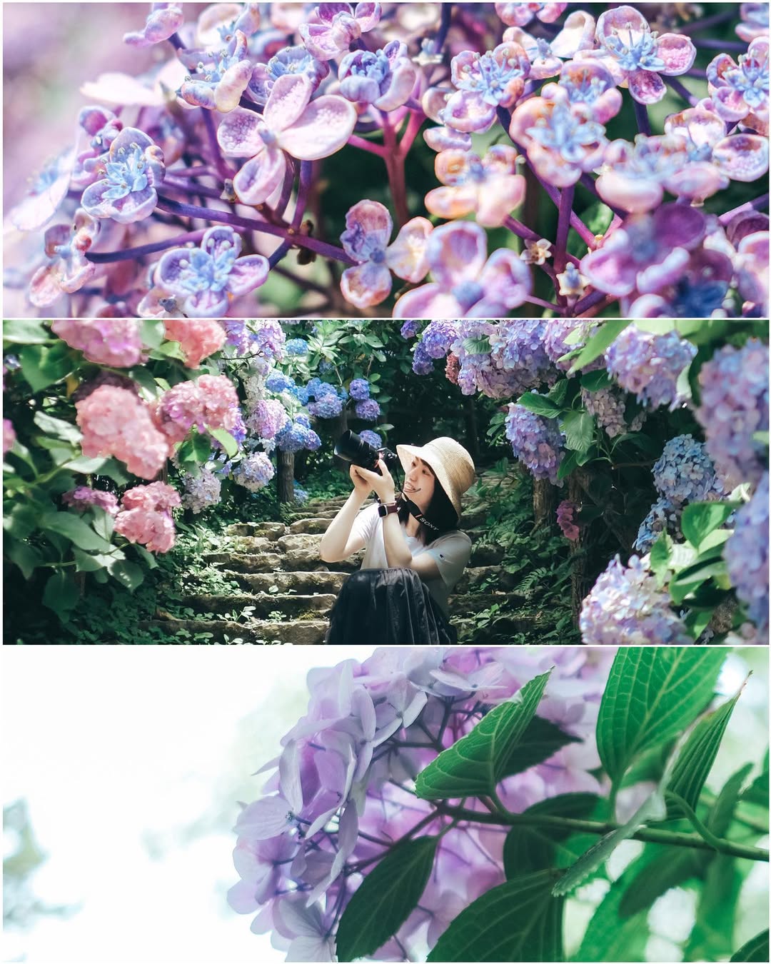 愛在紫陽花盛開時:Kura名古屋浪漫寫真之旅