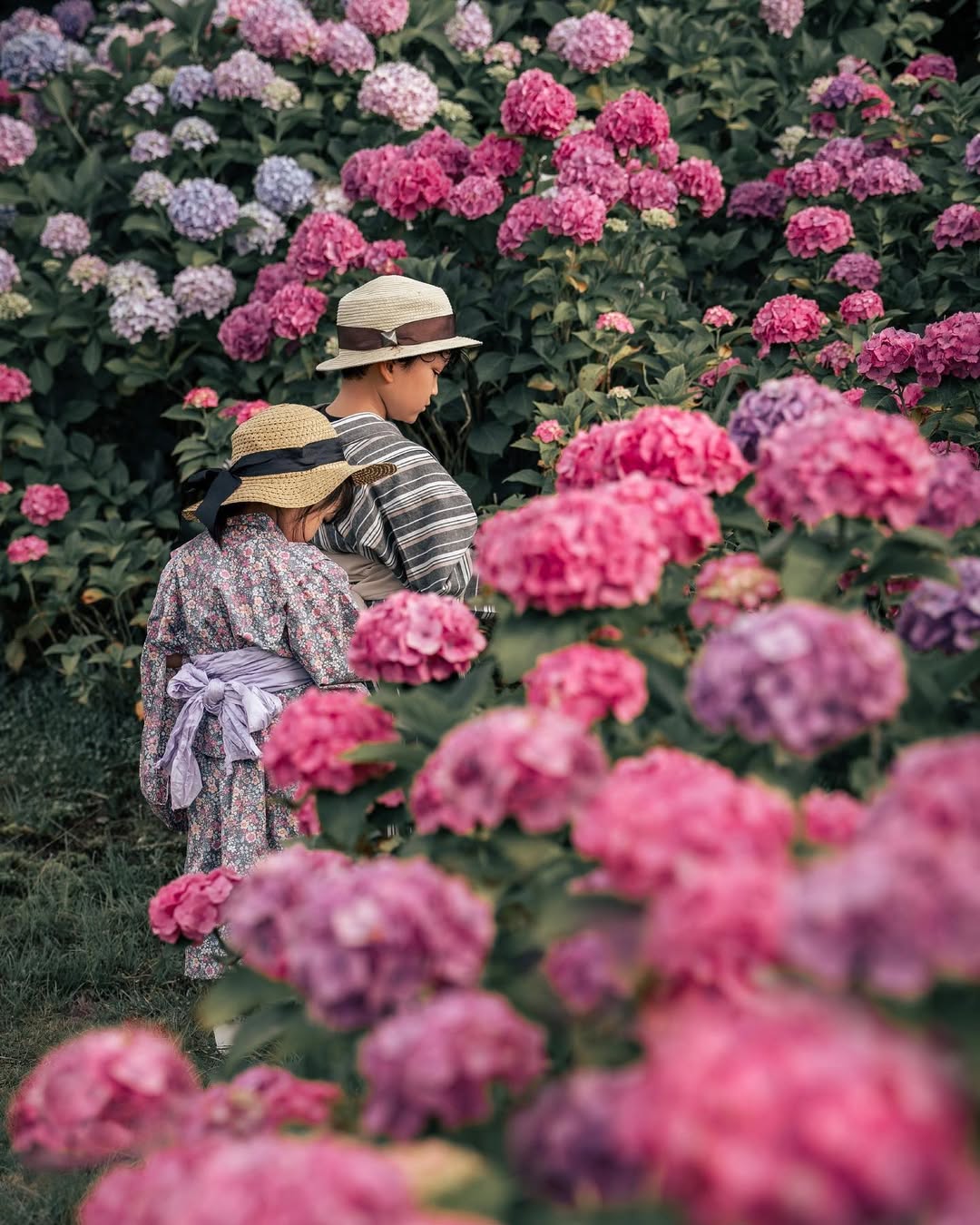 珍藏幸福瞬間:Tabby富山繡球花家庭攝影