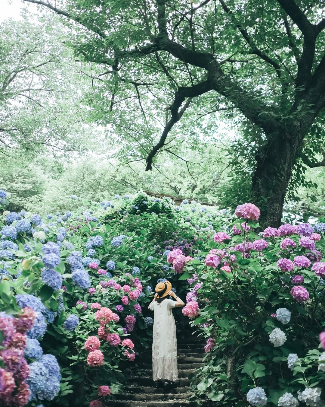 愛在紫陽花盛開時:Kura名古屋浪漫寫真之旅