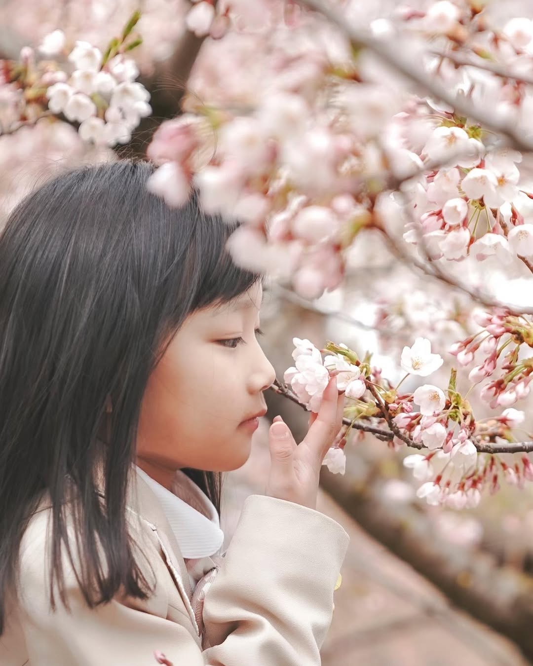 千歲櫻花季,和Toma一起拍全家福吧!