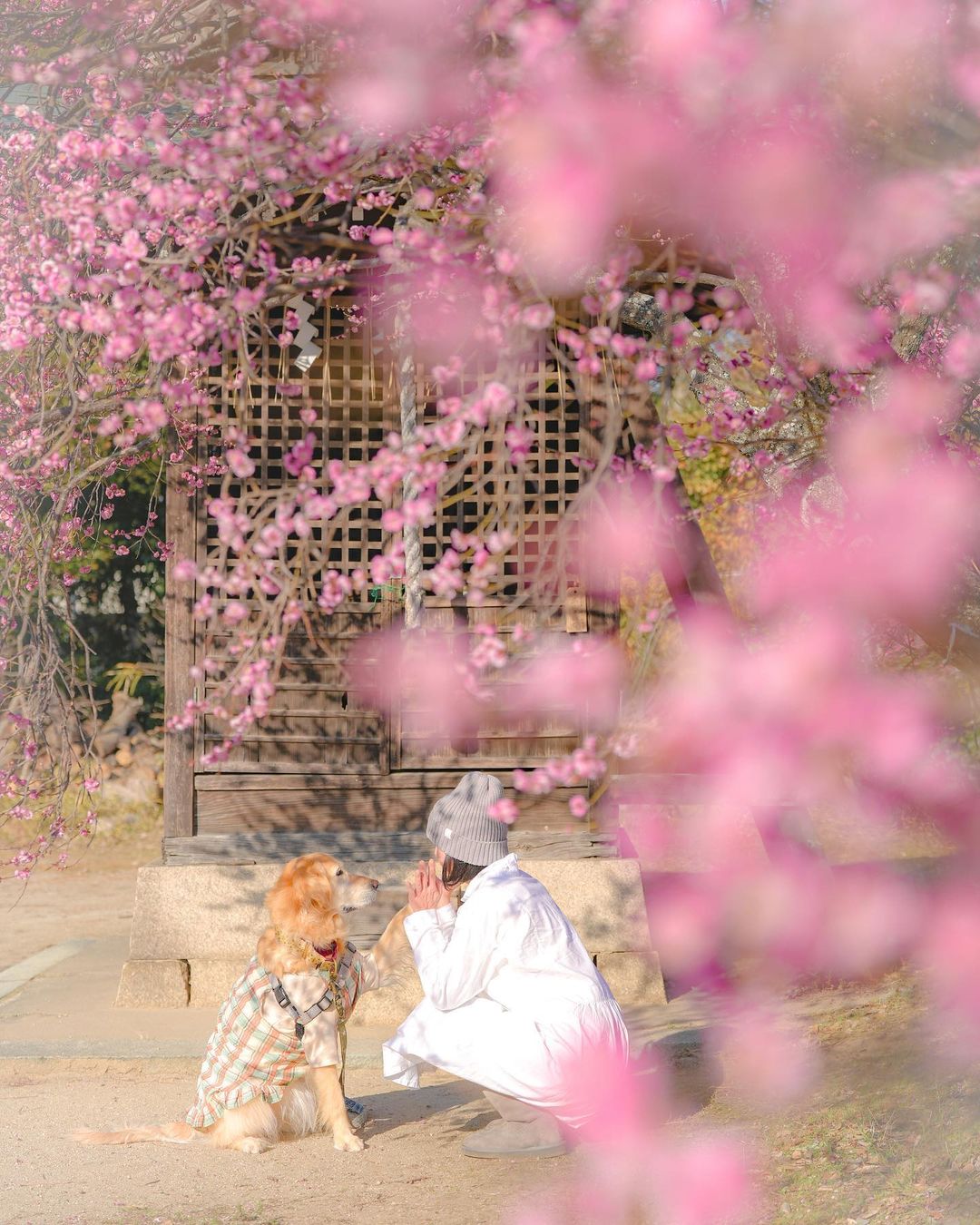 京都限定:Mafie的和風寵物攝影體驗