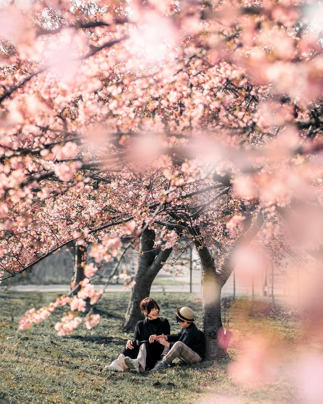 富山櫻花季,與Tabby一起捕捉家庭的愛