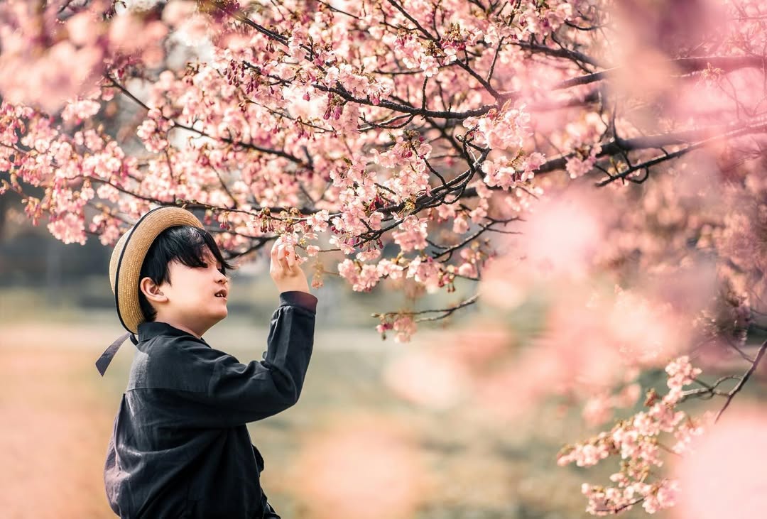 富山櫻花季,與Tabby一起捕捉家庭的愛