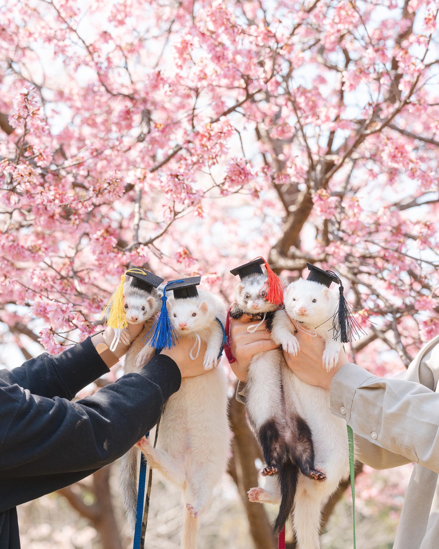 動物護理出身的Chika 在東京捕捉溫馨寵物時光
