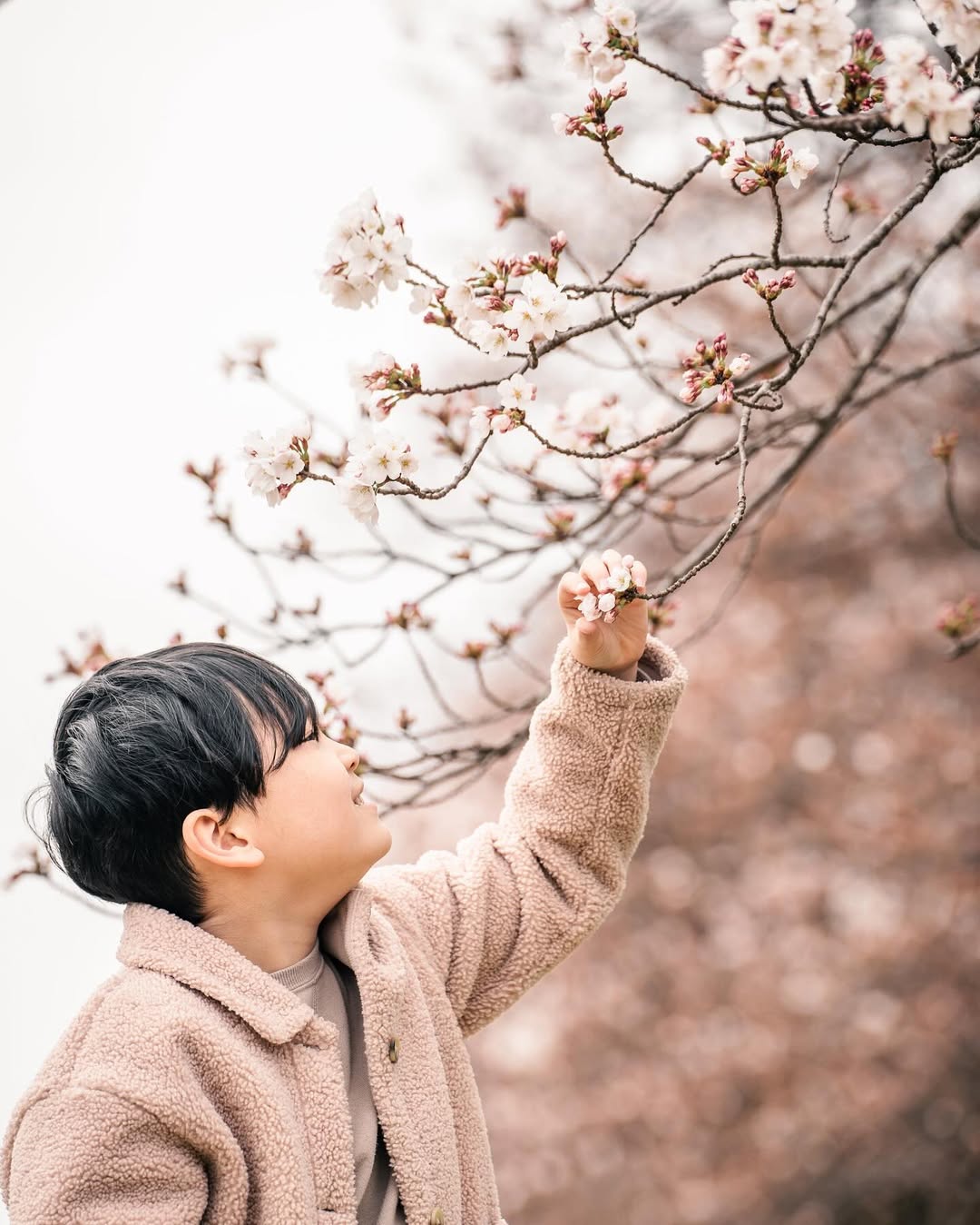 富山櫻花季,與Tabby一起捕捉家庭的愛