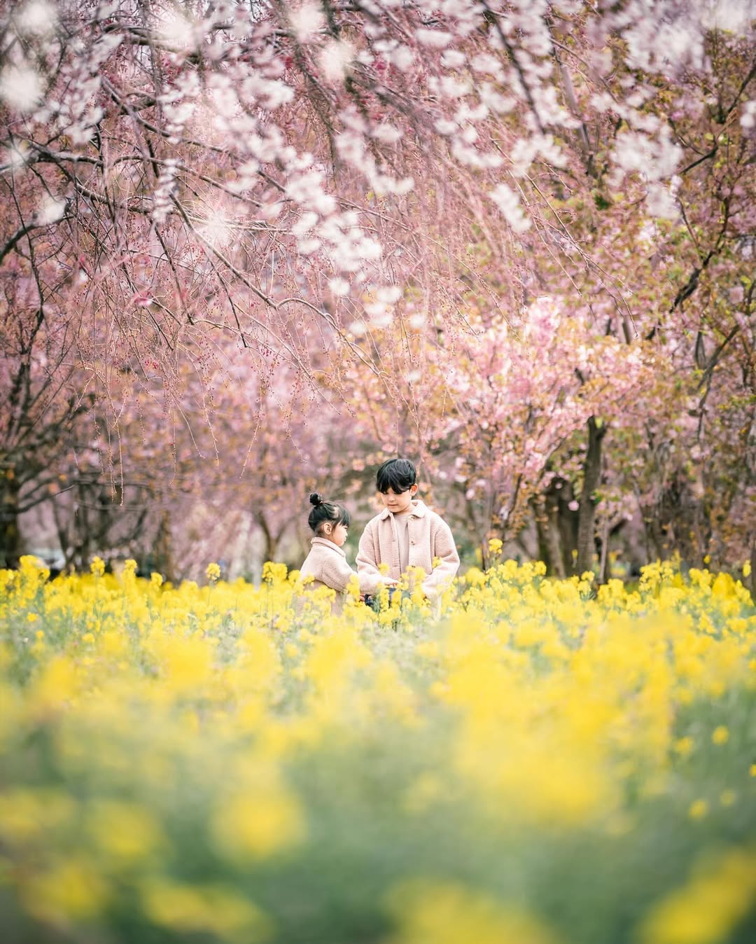 富山櫻花季,與Tabby一起捕捉家庭的愛