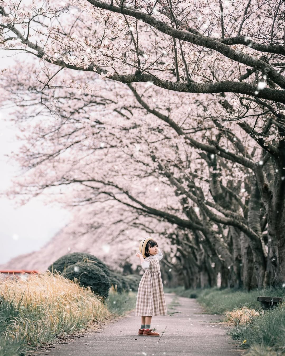 富山櫻花季,與Tabby一起捕捉家庭的愛