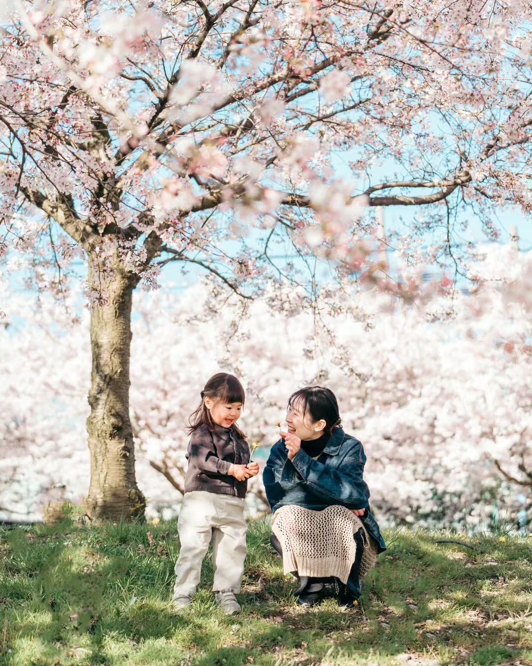 富山櫻花親子遊,Mori鏡頭下的溫馨時光