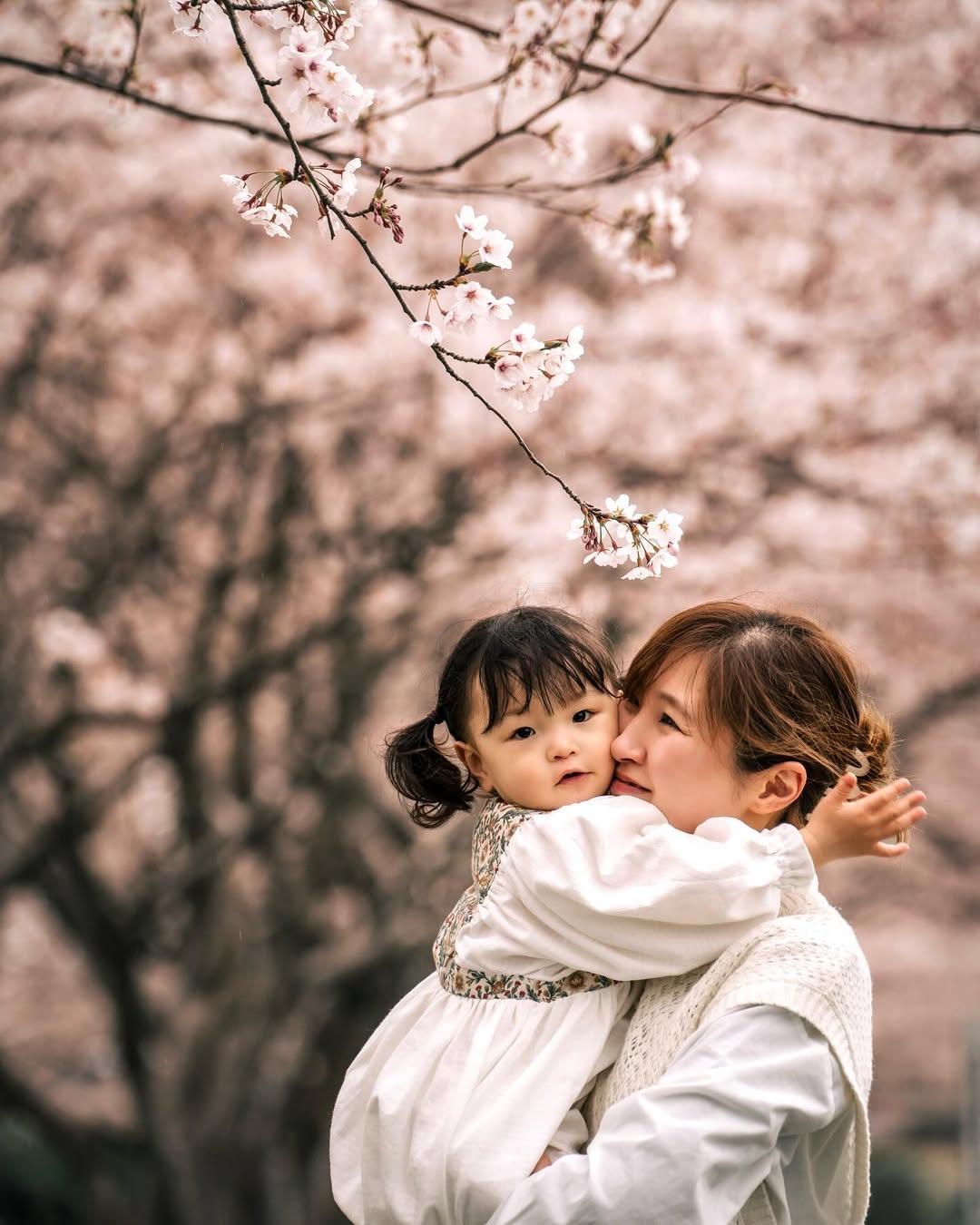 富山櫻花季,與Tabby一起捕捉家庭的愛