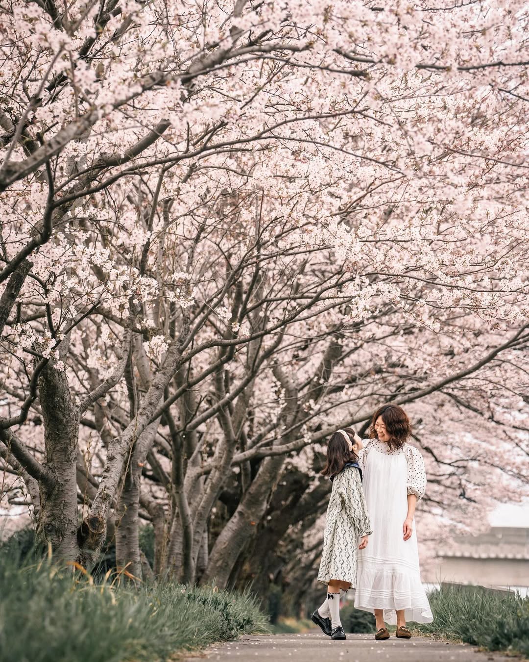 富山櫻花季,與Tabby一起捕捉家庭的愛