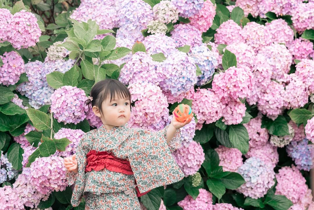 與Shi一起,在東京繡球花海留下珍貴親子回憶
