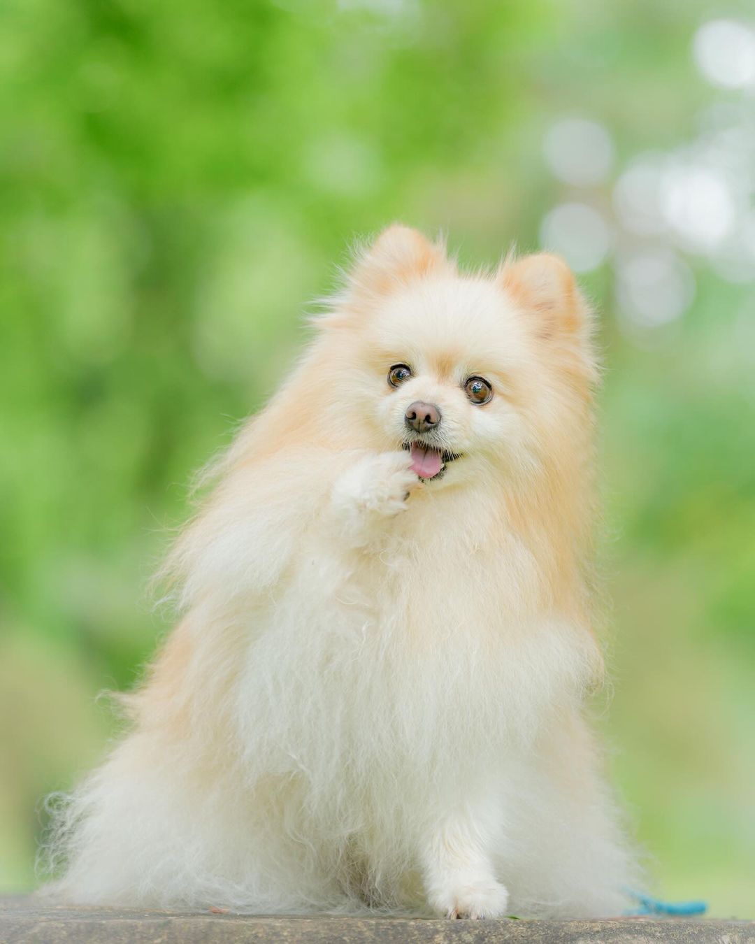 京都限定:Mafie的和風寵物攝影體驗