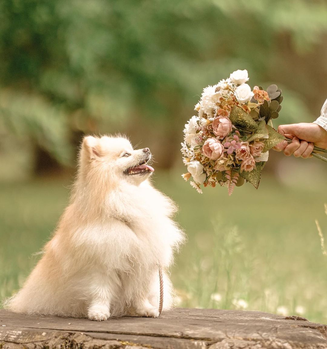 京都限定:Mafie的和風寵物攝影體驗