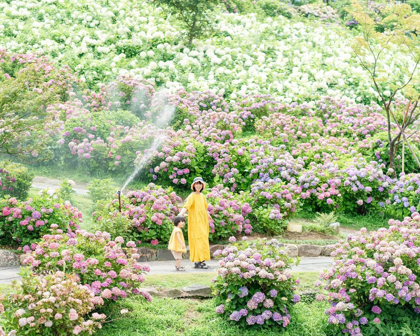 愛在奈良繡球花開時,Aiko親子攝影之旅