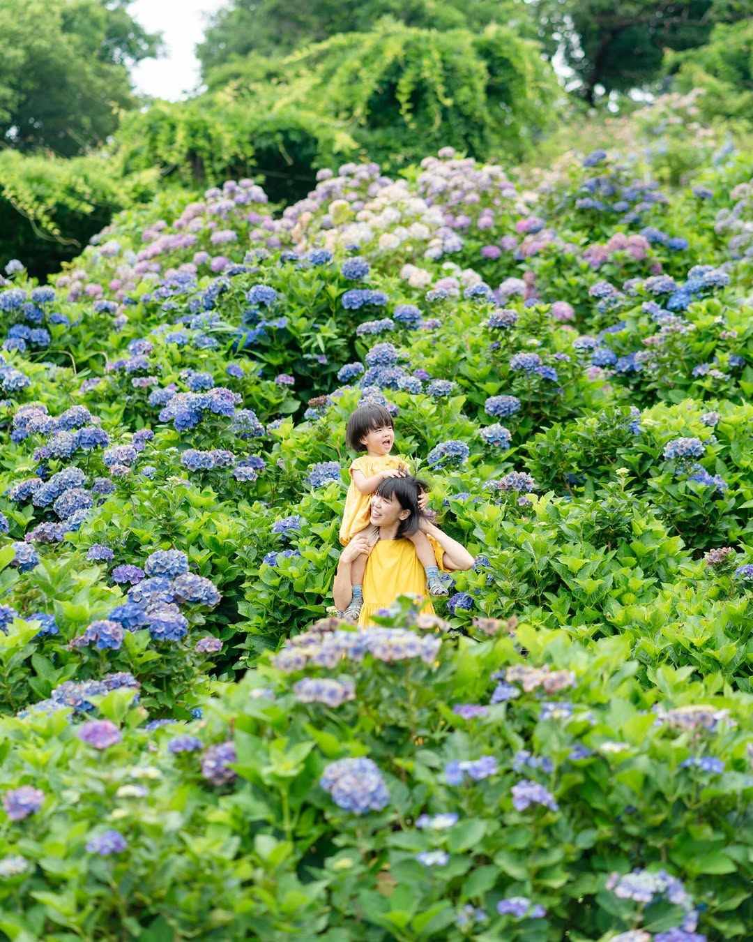 愛在奈良繡球花開時,Aiko親子攝影之旅