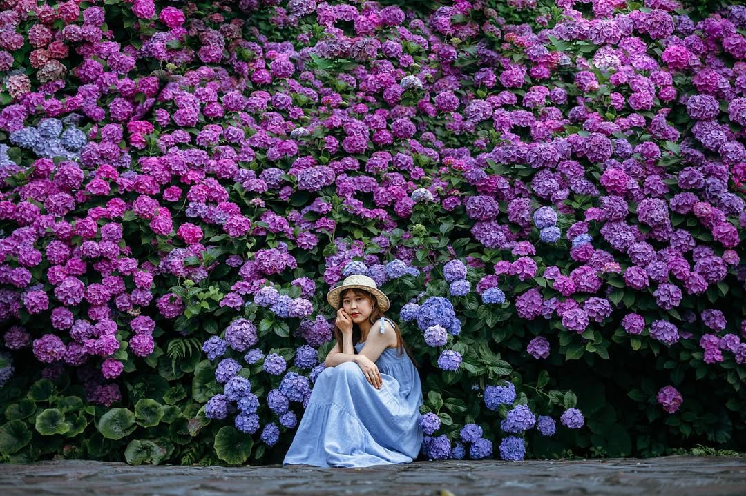 東京繡球花夢幻寫真:Yuriko捕捉你的浪漫瞬間