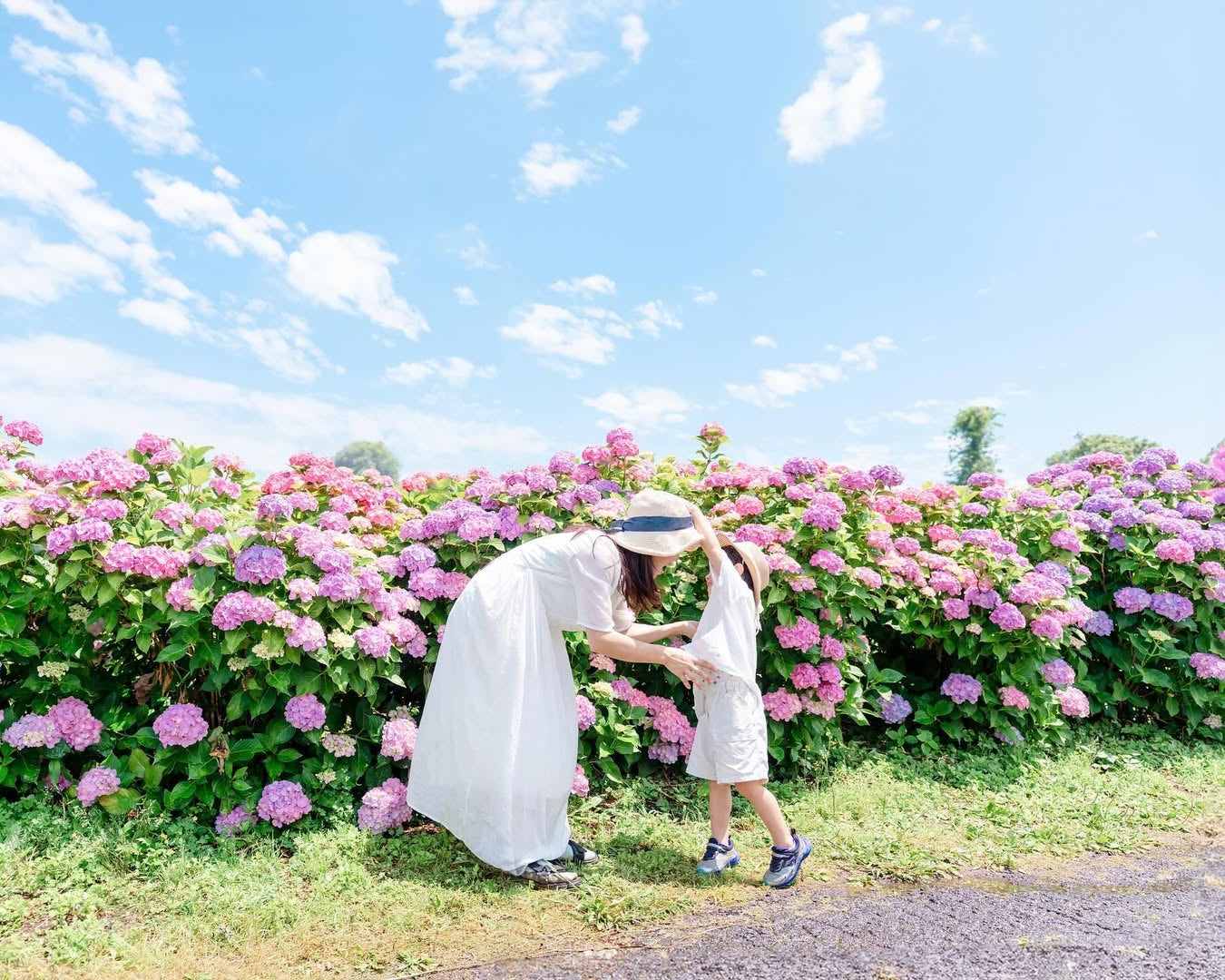 愛在奈良繡球花開時,Aiko親子攝影之旅