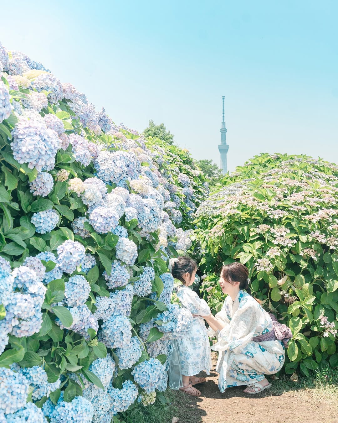 與Shi一起,在東京繡球花海留下珍貴親子回憶