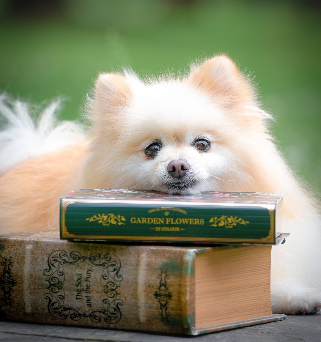 京都限定:Mafie的和風寵物攝影體驗