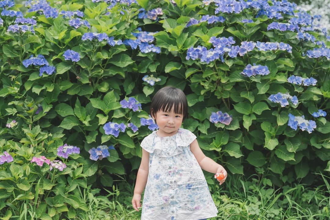 名古屋繡球花夢幻之旅:Akkina浪漫攝影