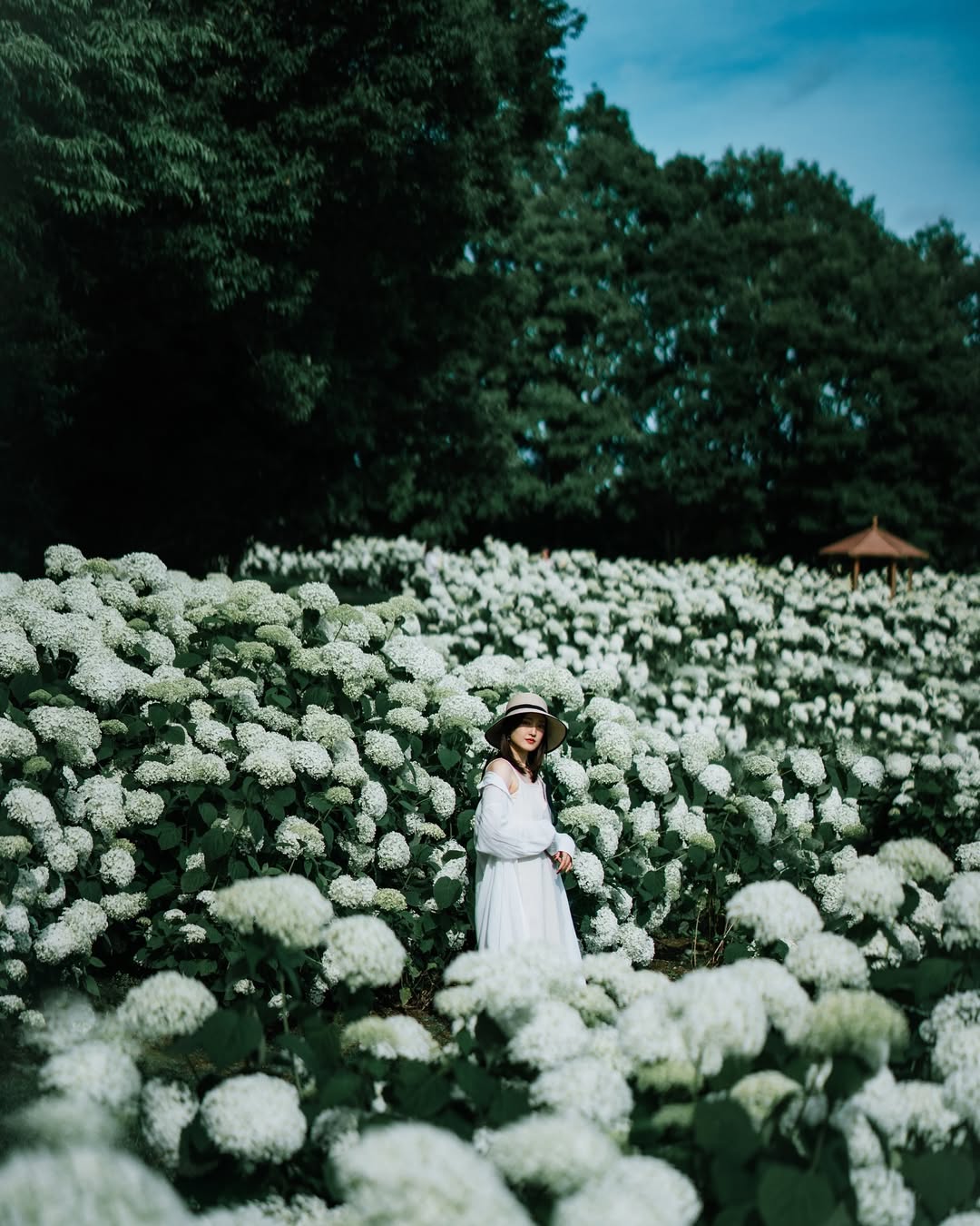 Oda鏡頭下的廣島繡球花季:捕捉你的獨特魅力